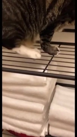 Котик Эванесенс · coub, коуб